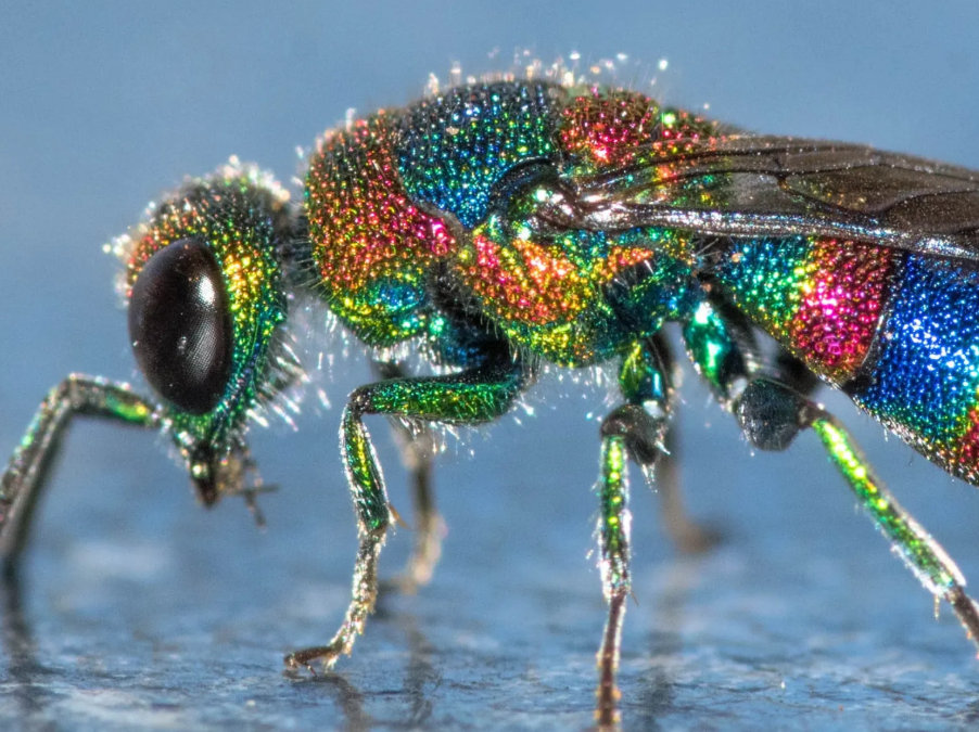 کشف زنبور جواهر، موجودی که سرعت پیری را کند می کند