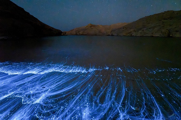 Bioluminescent Wonders of Oman’s Coast